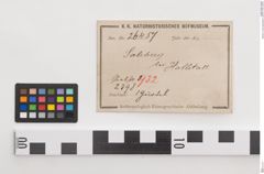 Etiketten zu Bronzegürtelblech (NHMW-PRAE-026457)